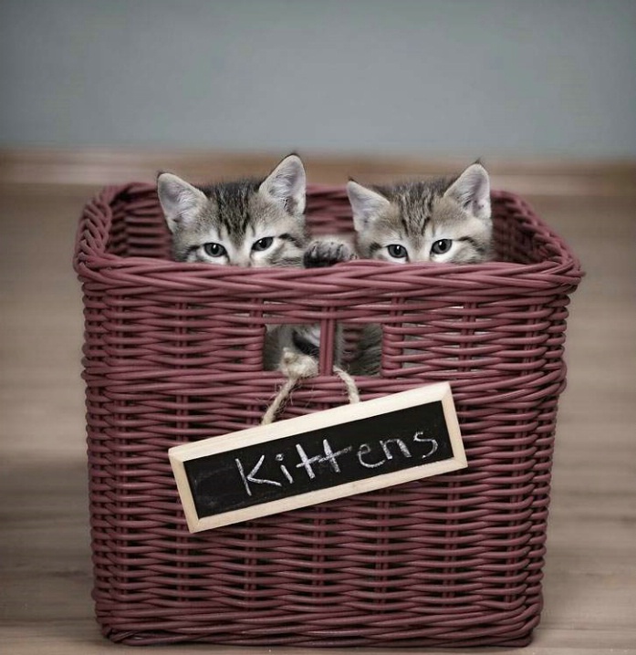 Kittens