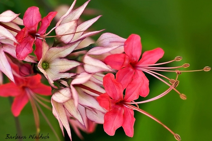 Bleeding heart 