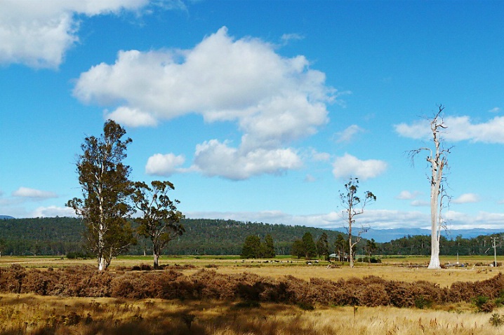 A Rural Scene,Tasmania