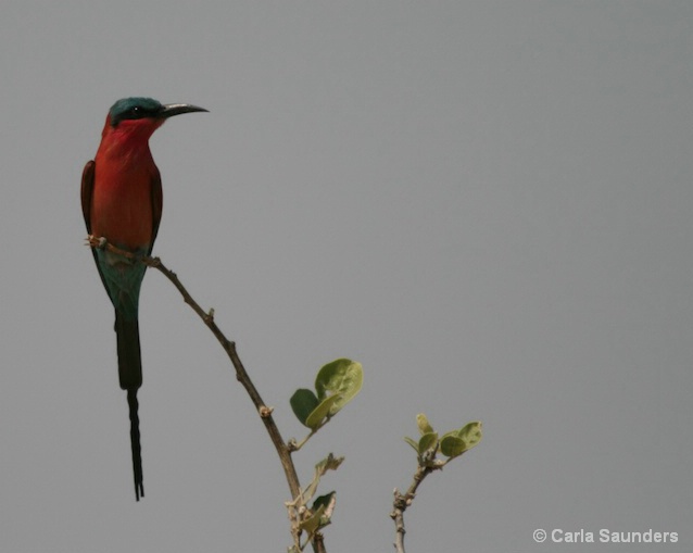 Bird in Botswana