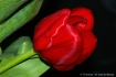 Simply Red