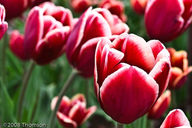Washington:  Red & White Tulips