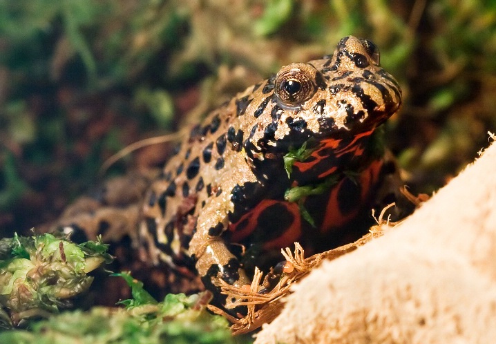 Toxic Toad