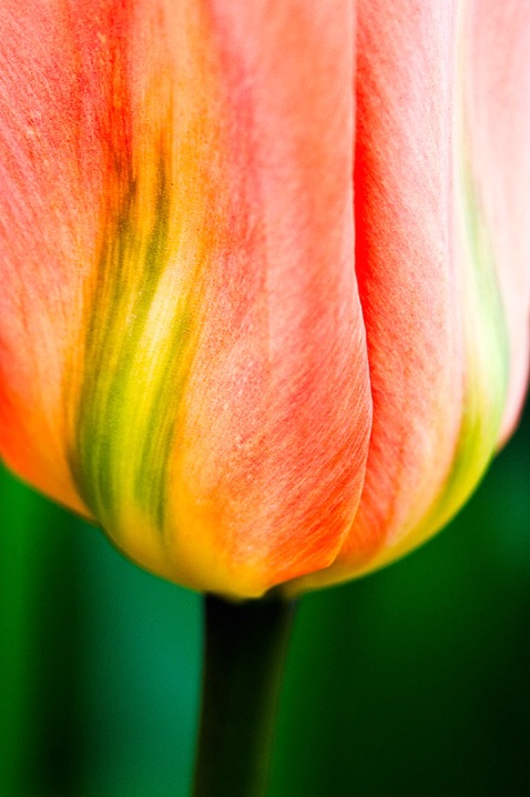 striped_tulip