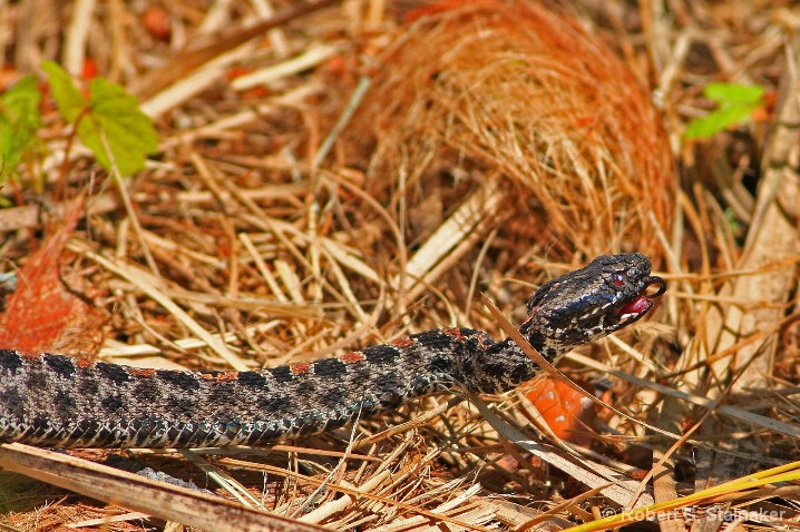 Sistrurus miliarius barbouri 