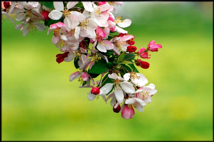 Cherry Blossoms