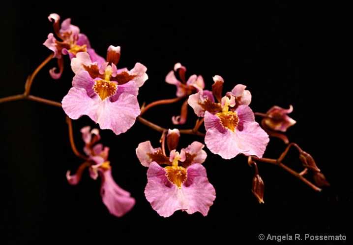 delicate pink orchids