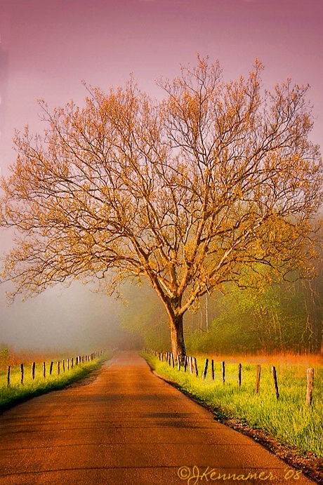 Cade's Cove Morning