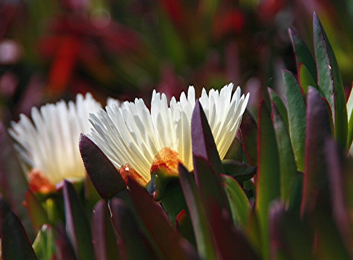 Ice Plant Flower