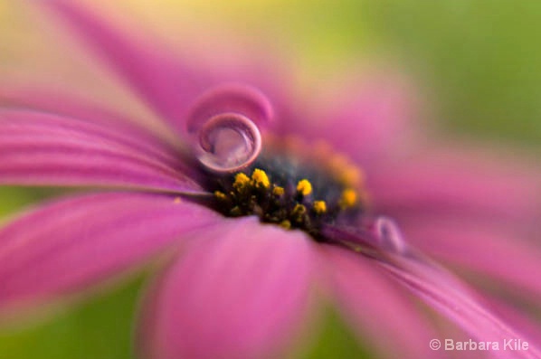 Pink Curl