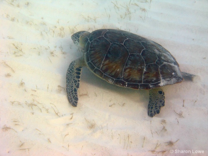 Barcelo Snorkeling - green sea turtle