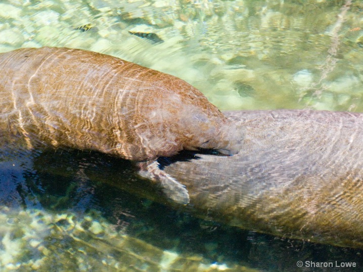Xcaret - Manatee mom and baby