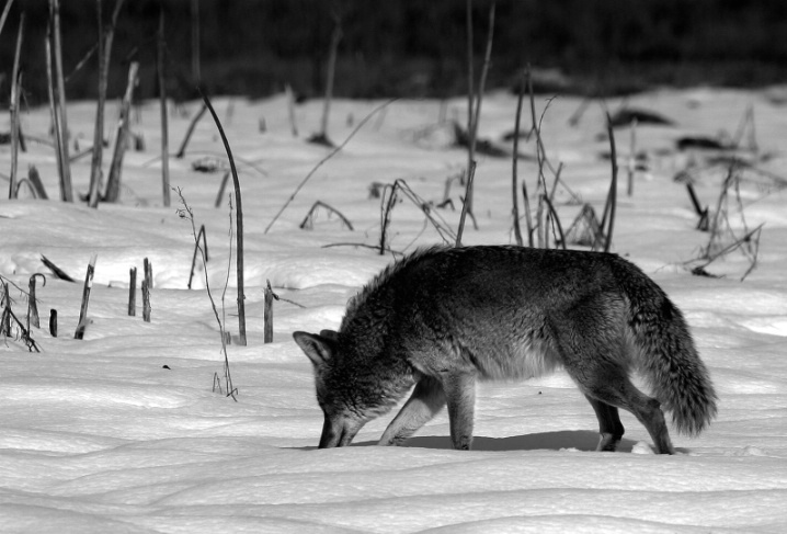 Coyote in a Snow Covered Meadow
