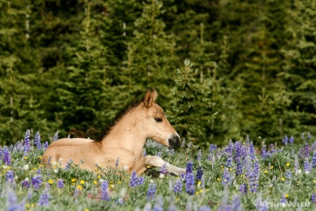 Mustang Colt in Wildflowers