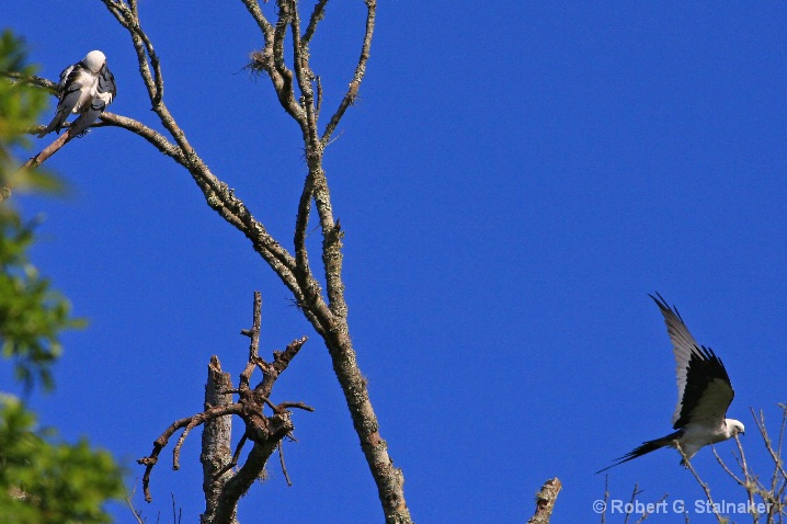 Follow me for a kite flight.