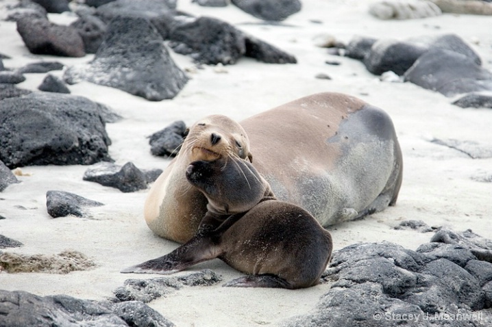 Newborn Seal Affection, Galapagos - ID: 6005087 © Stacey J. Meanwell