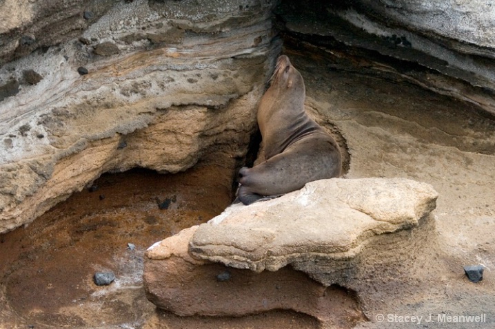 Seal Profile in natural rock, Galapagos - ID: 6005092 © Stacey J. Meanwell
