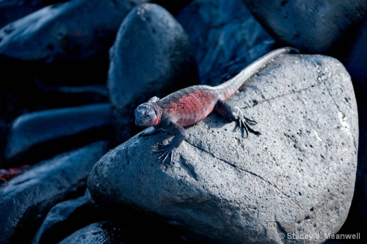 Marine Iguana, Galapagos - ID: 6005095 © Stacey J. Meanwell