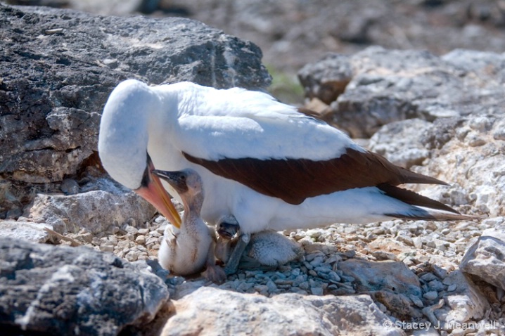Nazca Booby mother and babies, Espanola, Galapagos - ID: 6005105 © Stacey J. Meanwell