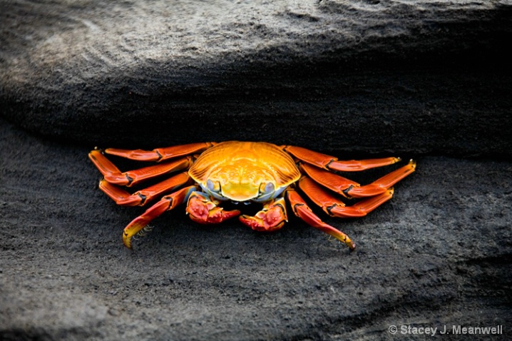 Sally Lightfoot Crab, Galapagos Islands, Ecuador - ID: 6006643 © Stacey J. Meanwell