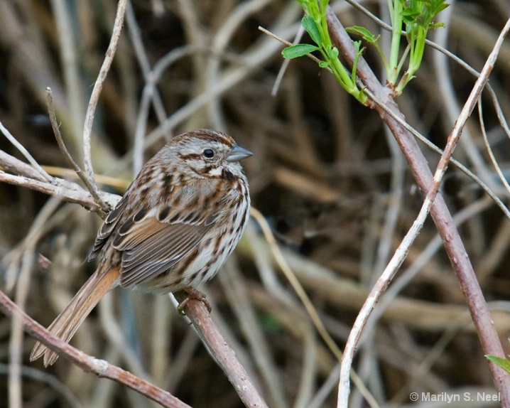 sparrow-9777 - ID: 6007628 © Marilyn S. Neel