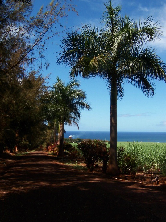 Path of red dirt, Kauai, Hawaii