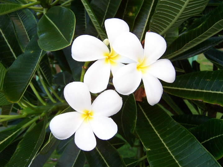 Kauai beauties