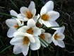 white crocus