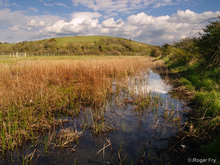 Salt Marsh