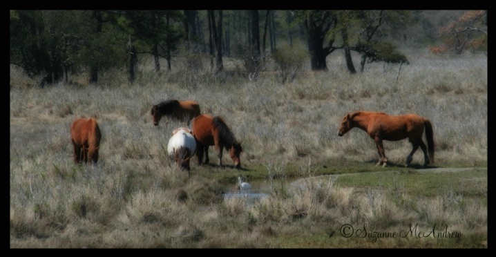 Ponies of Chincoteague