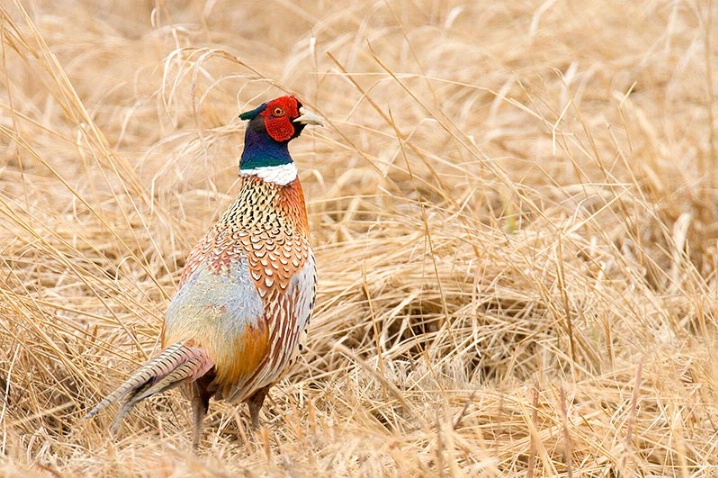 Pheasant in the Grass