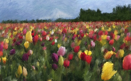 Tulip Field w/Mt. Hood