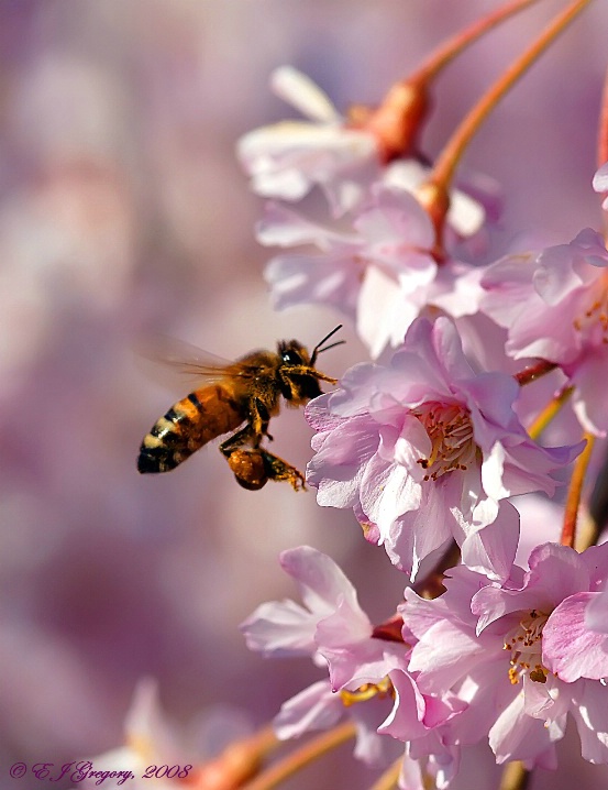 Flight of the Bumblebee - ID: 6013758 © Eloise Bartell