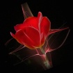 "Heavenly Tul...