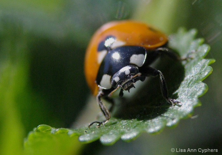 thru the eyes of a Lady Bug - ID: 6015259 © Lisa Ann Cyphers