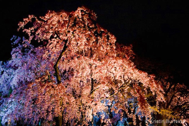 Illuminated Cherry Trees in Kyoto