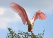 Balancing Act