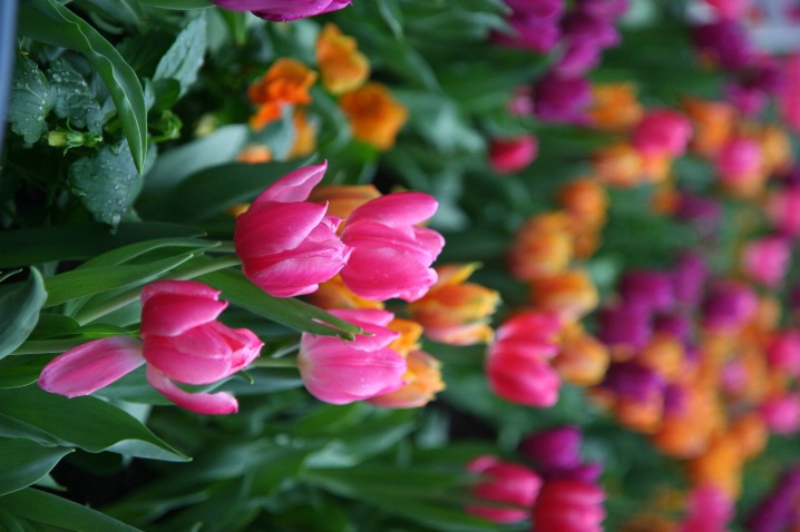 Bed of Tulips