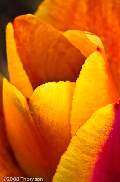 Arlington:  Orange Tulip