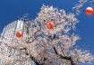 City Breeze in To...