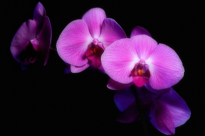 Orchid Dream - ID: 6021433 © Leslie J. Morris