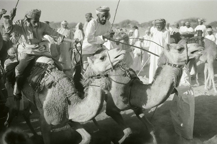 camels show