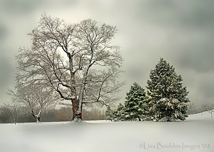 Winter's Blanket