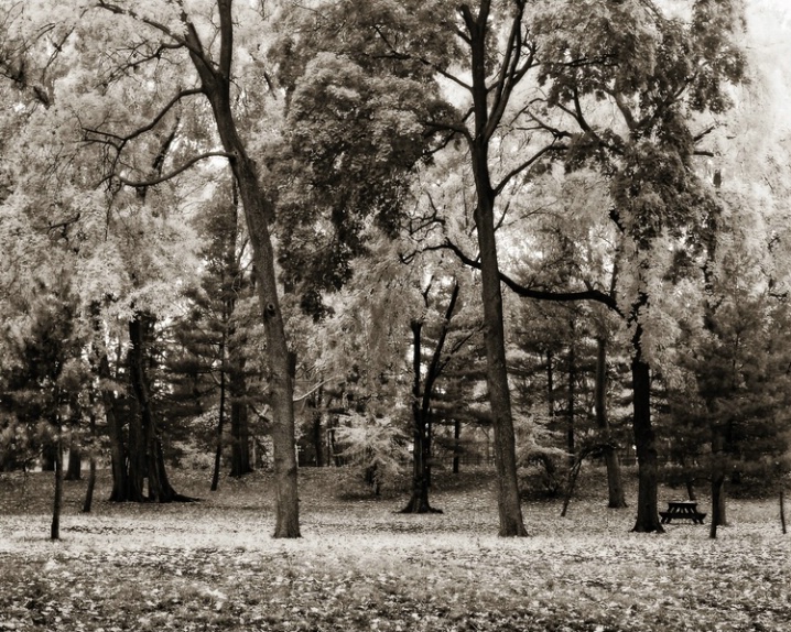 Autumn in Central Park (B&W)