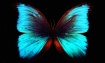 "Butterfly...