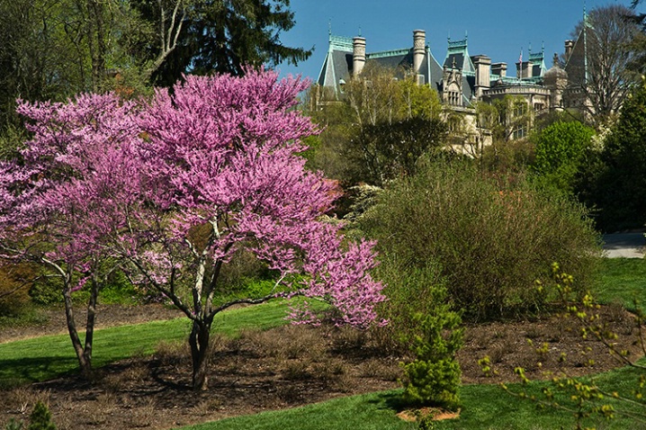Spring at the Biltmore House