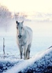 Wintering Horse