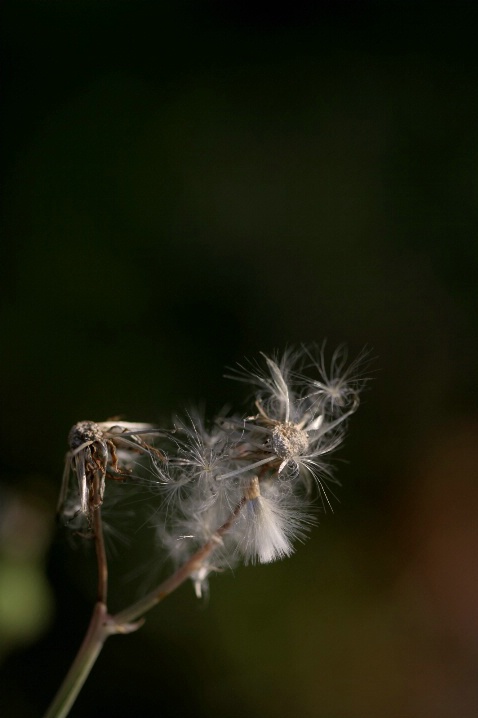 Wilted Wishes