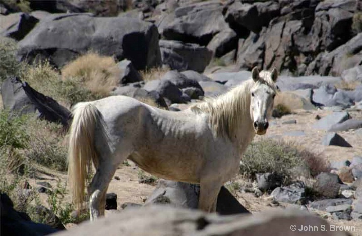Wild Mustang 281 - ID: 6028003 © John S. Brown