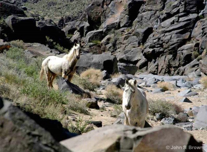 Wild Mustangs 288 - ID: 6028004 © John S. Brown